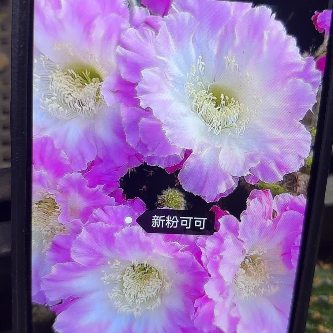 2颗新粉可可彩侧牙20包邮仙人球33