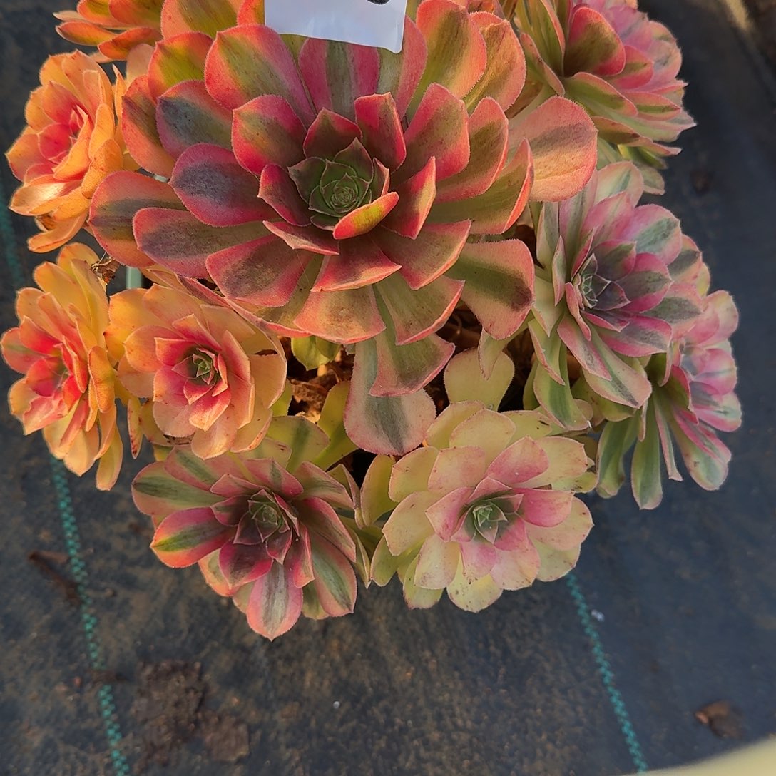 雨河多肉植物老庄349