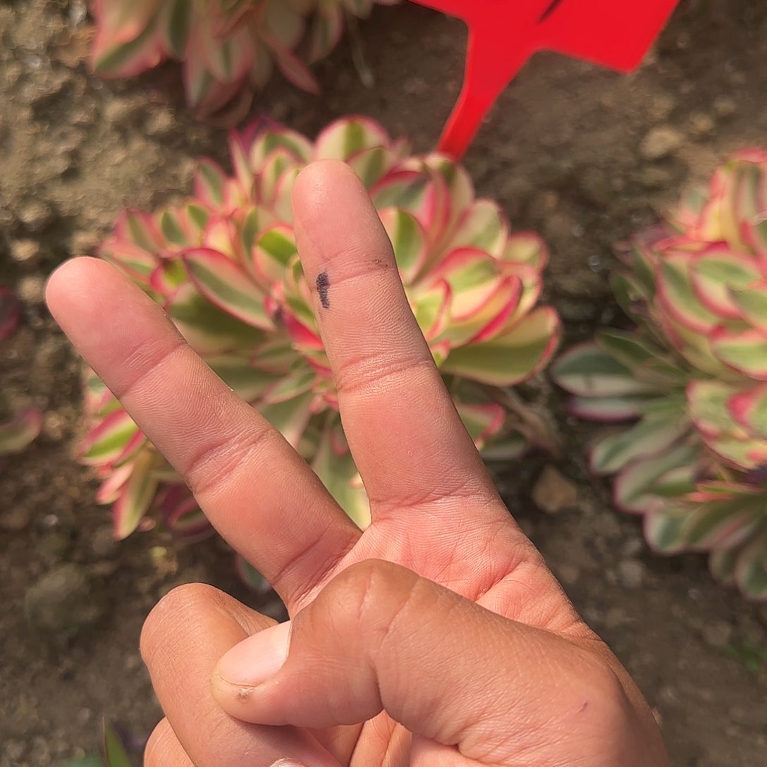 一**鼎461倾城多肉哦哦哦