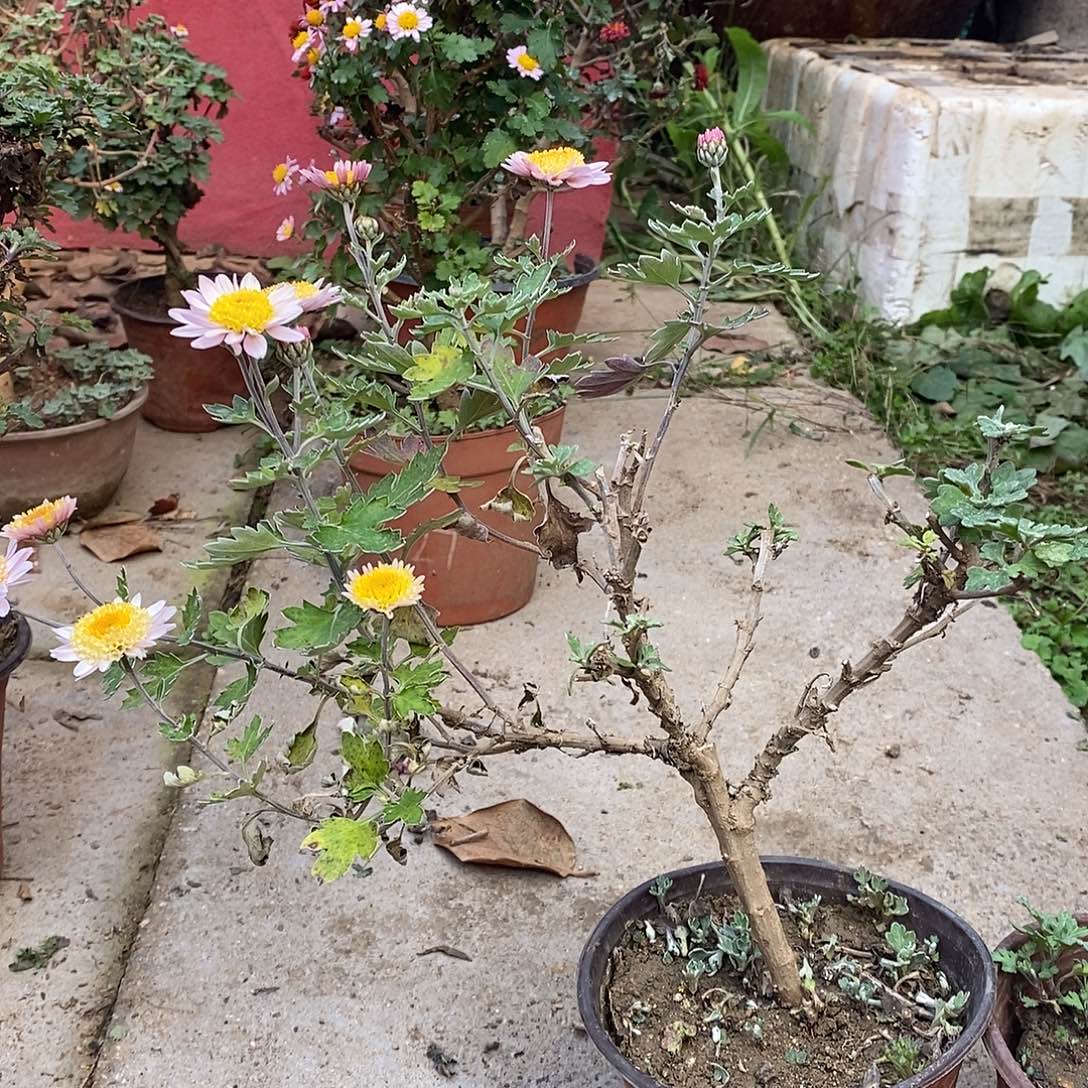 水***寒完全开放菊花菊花