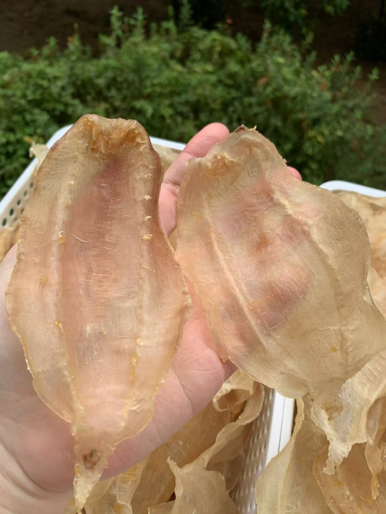 浙江三门土鳘母37头，白富美，本港野生警鱼胶