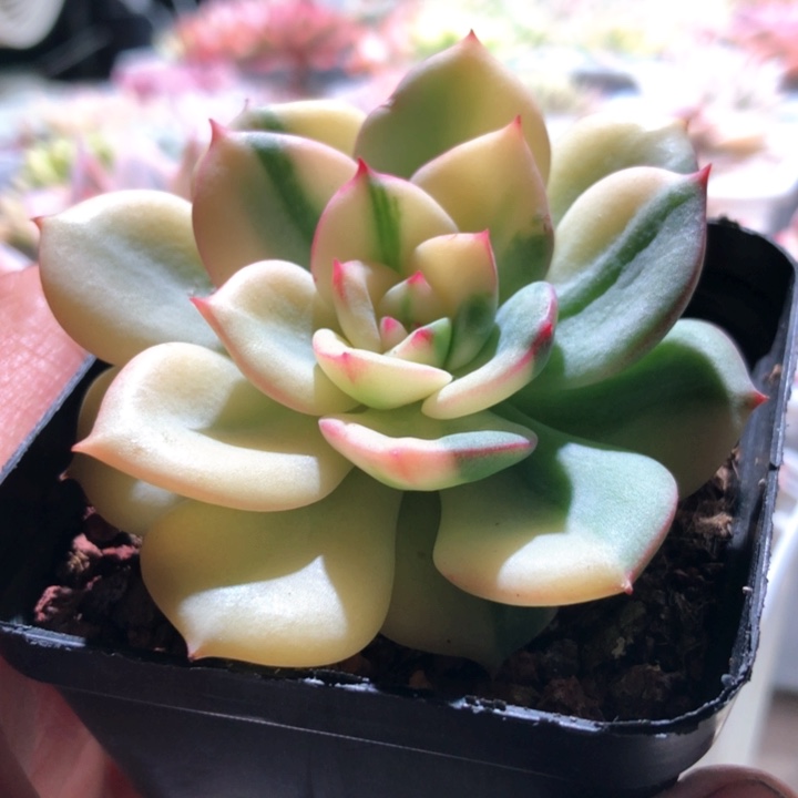 三文鱼覆轮锦有根