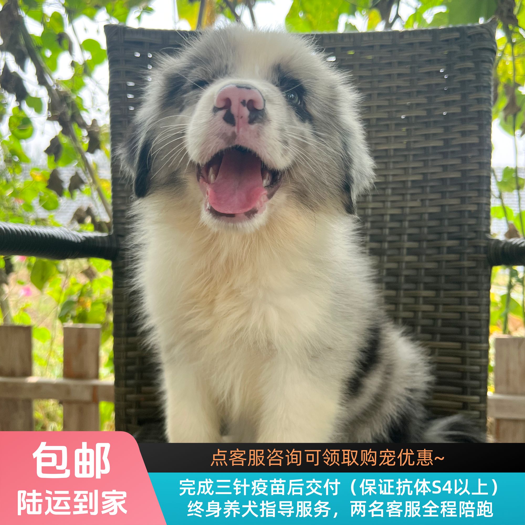 甘蓝-蓝陨石色边牧弟弟边境牧羊犬幼犬宠物活幼体