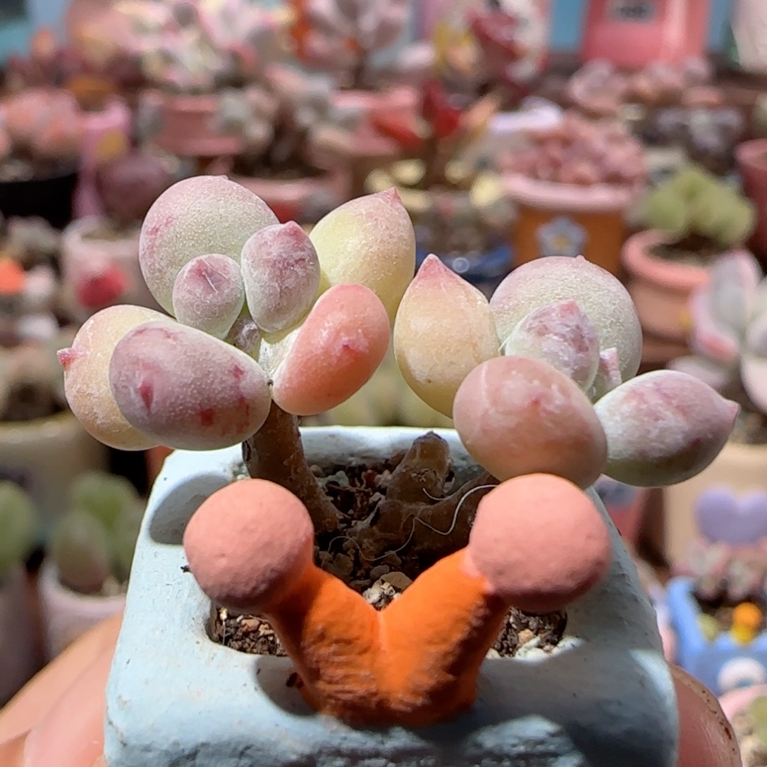 彩虹奶   盆口1.5cm