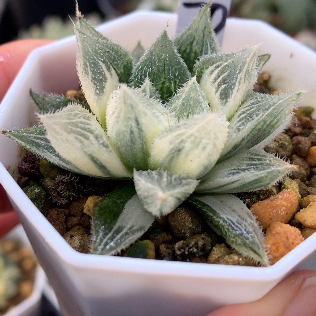 绘卷玉露锦，带盆发货