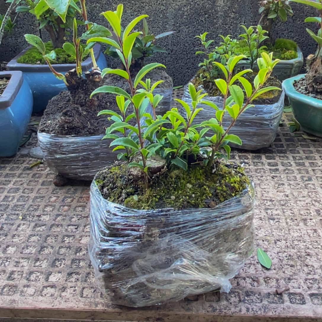 用***9当前无花朵，栽培后可花朵