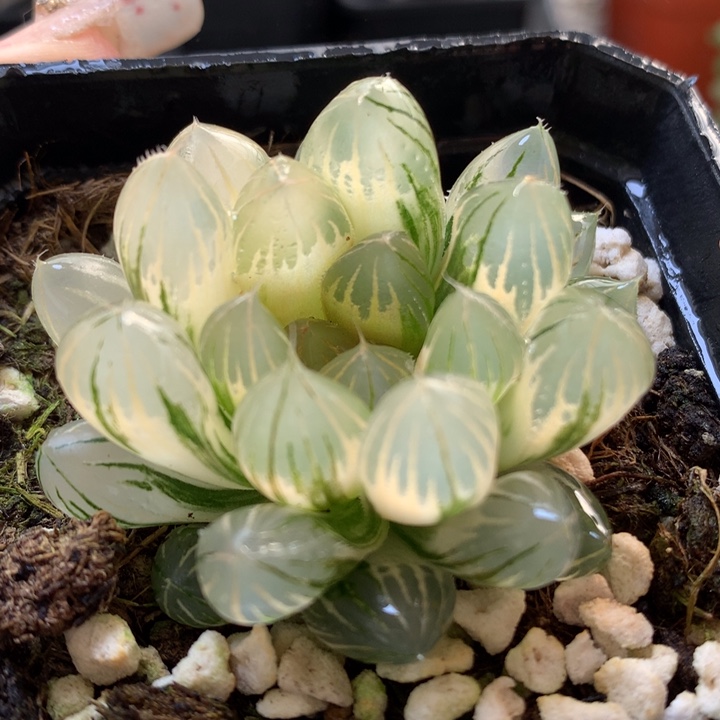 霓虹灯玉露锦带盆土