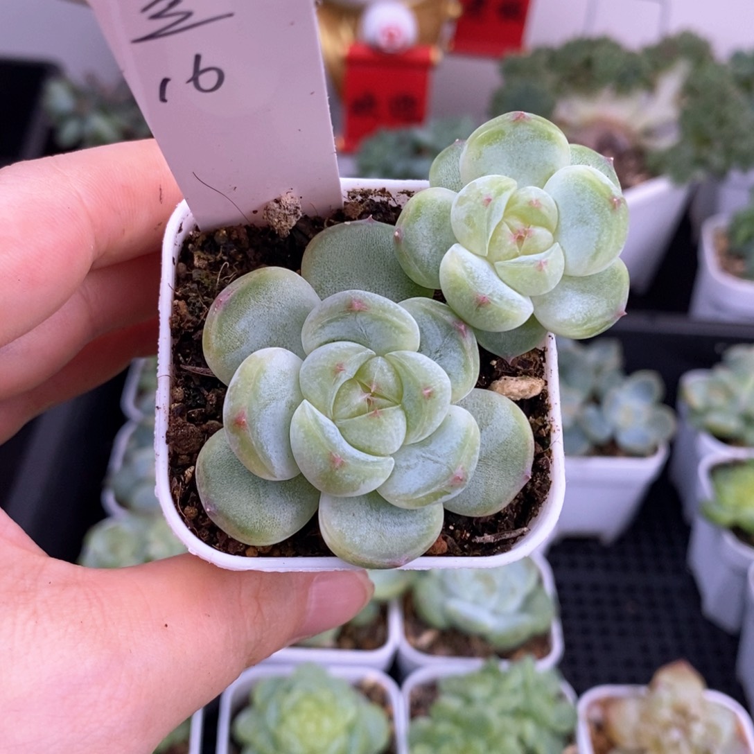 小二豆一颗带盆发货