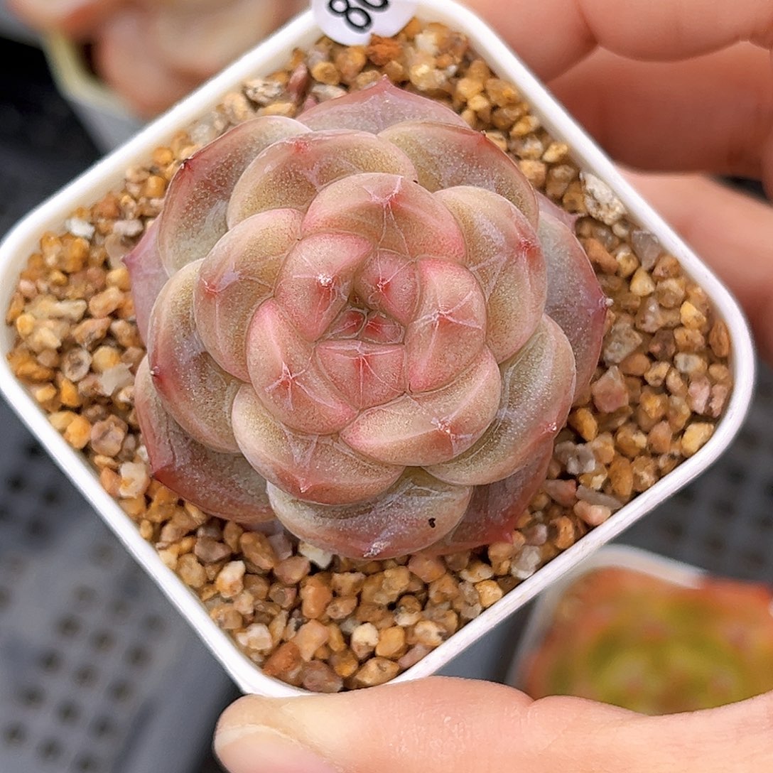 861   新品珍妮 满18包邮