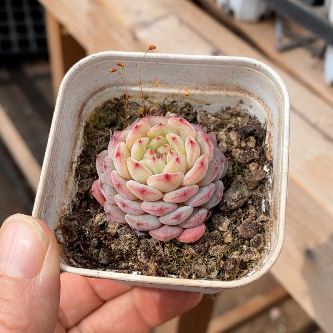 精品多肉一物一拍不包整31