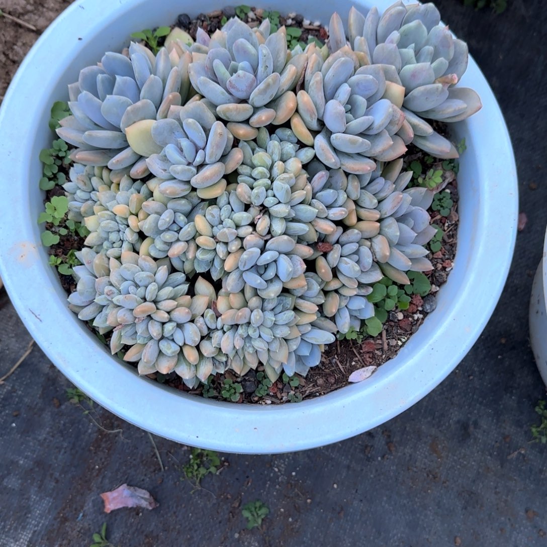 多肉植物多肉植物