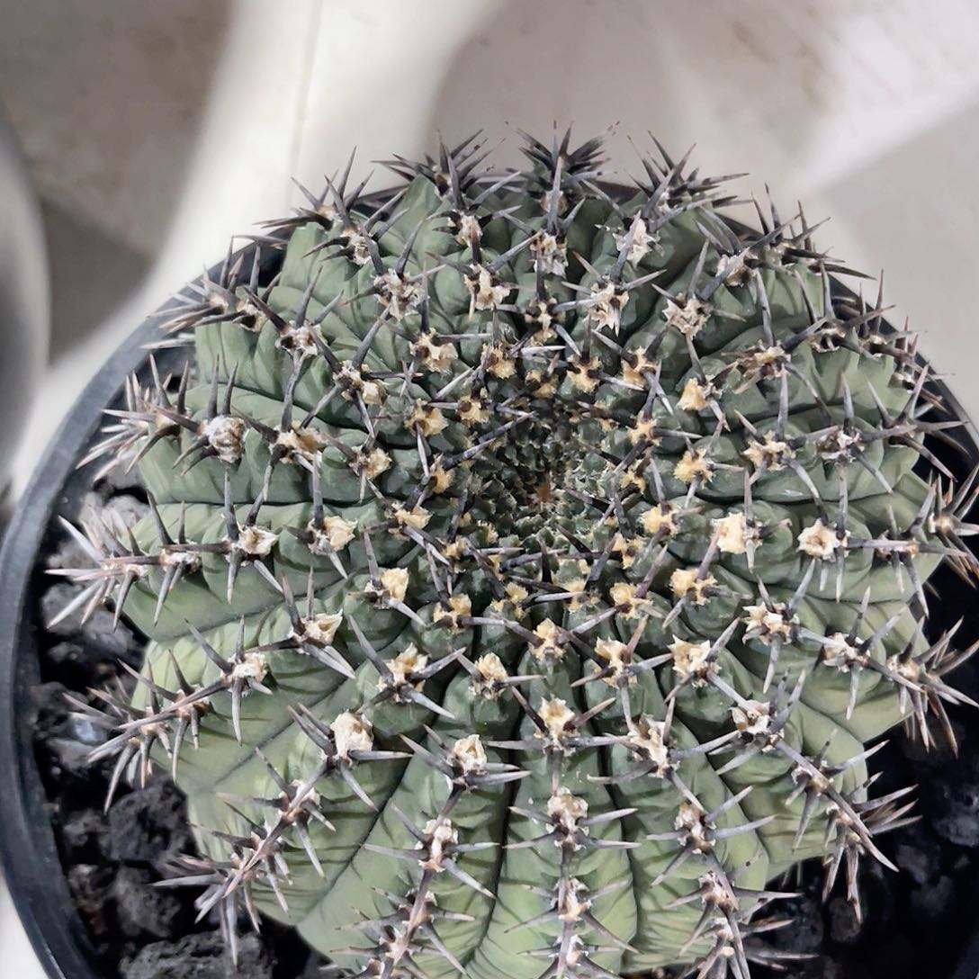 实生黑刺凤头仙人球