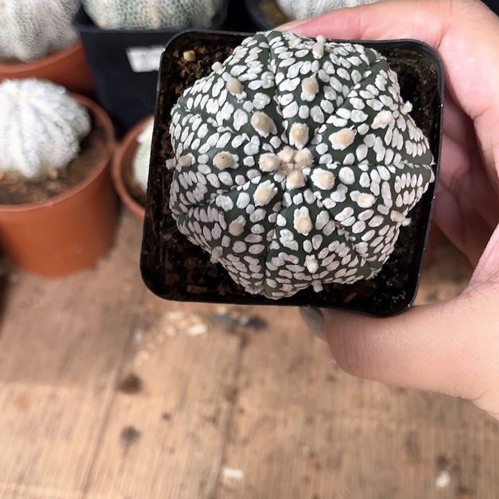 超兜实生6一物一拍