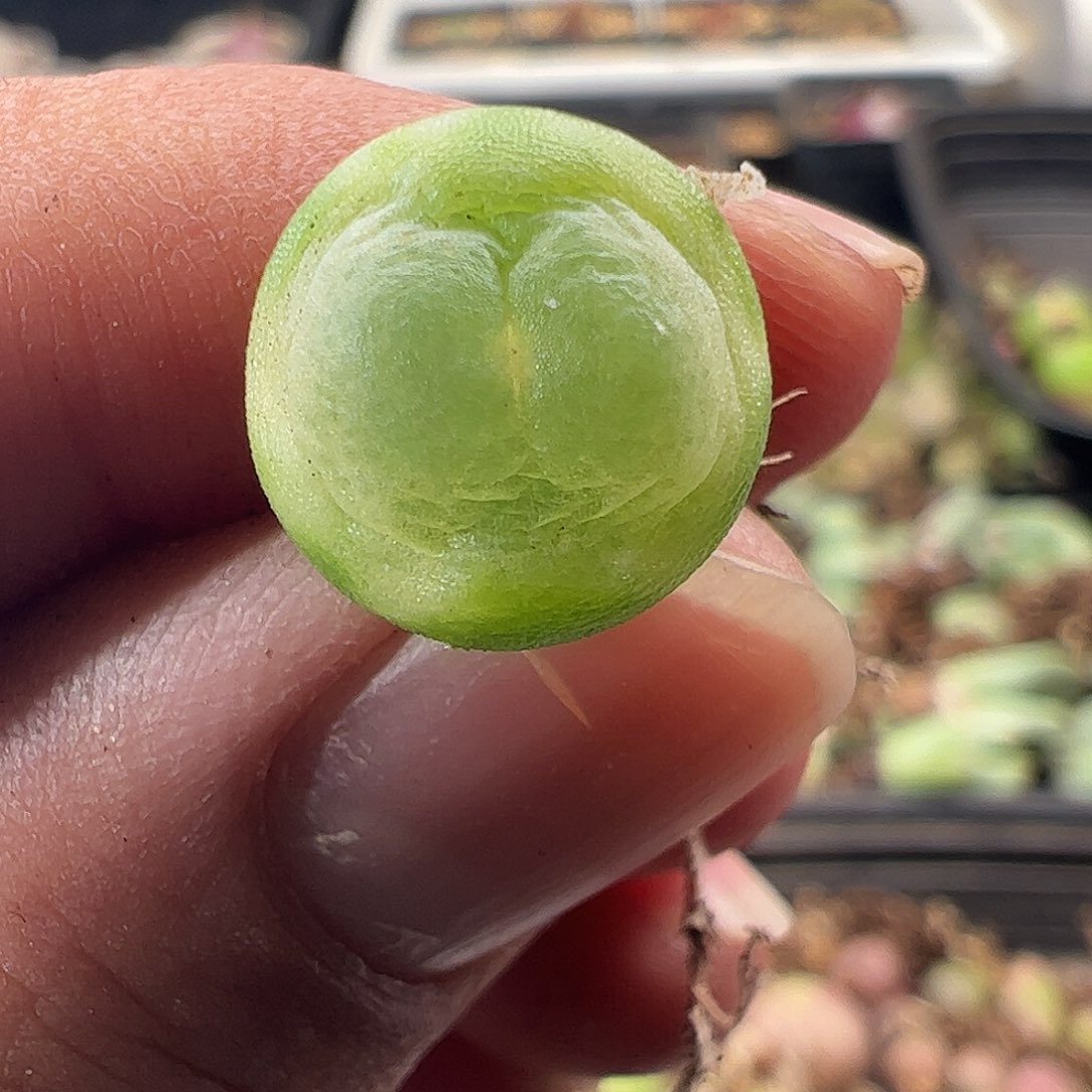 一物一拍。       465