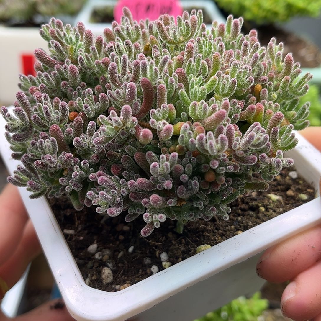 007冰晶优选枝干番杏