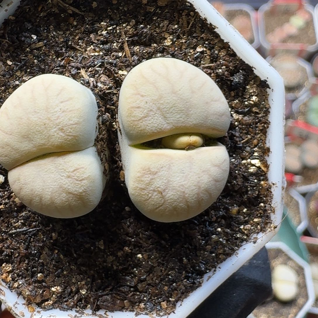 生石花23:：：。  173