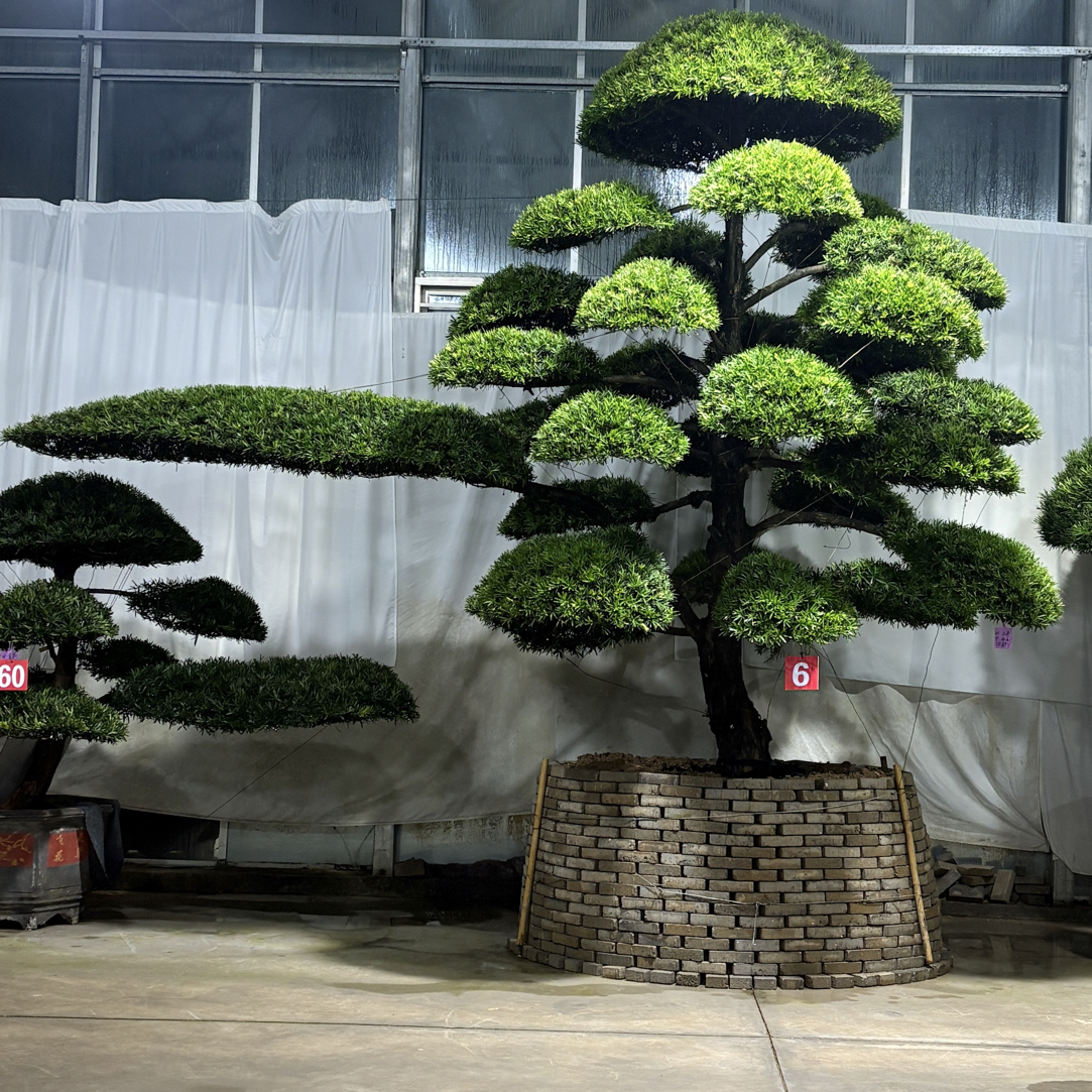 罗汉松罗汉松树造型树庭院地景盆景四季常青耐热绿植盆栽不落叶