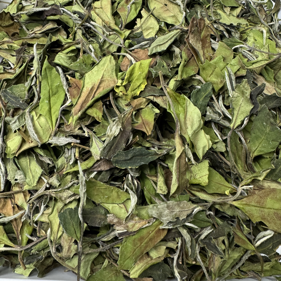霜降花香寿眉2025年福鼎管阳高山白茶