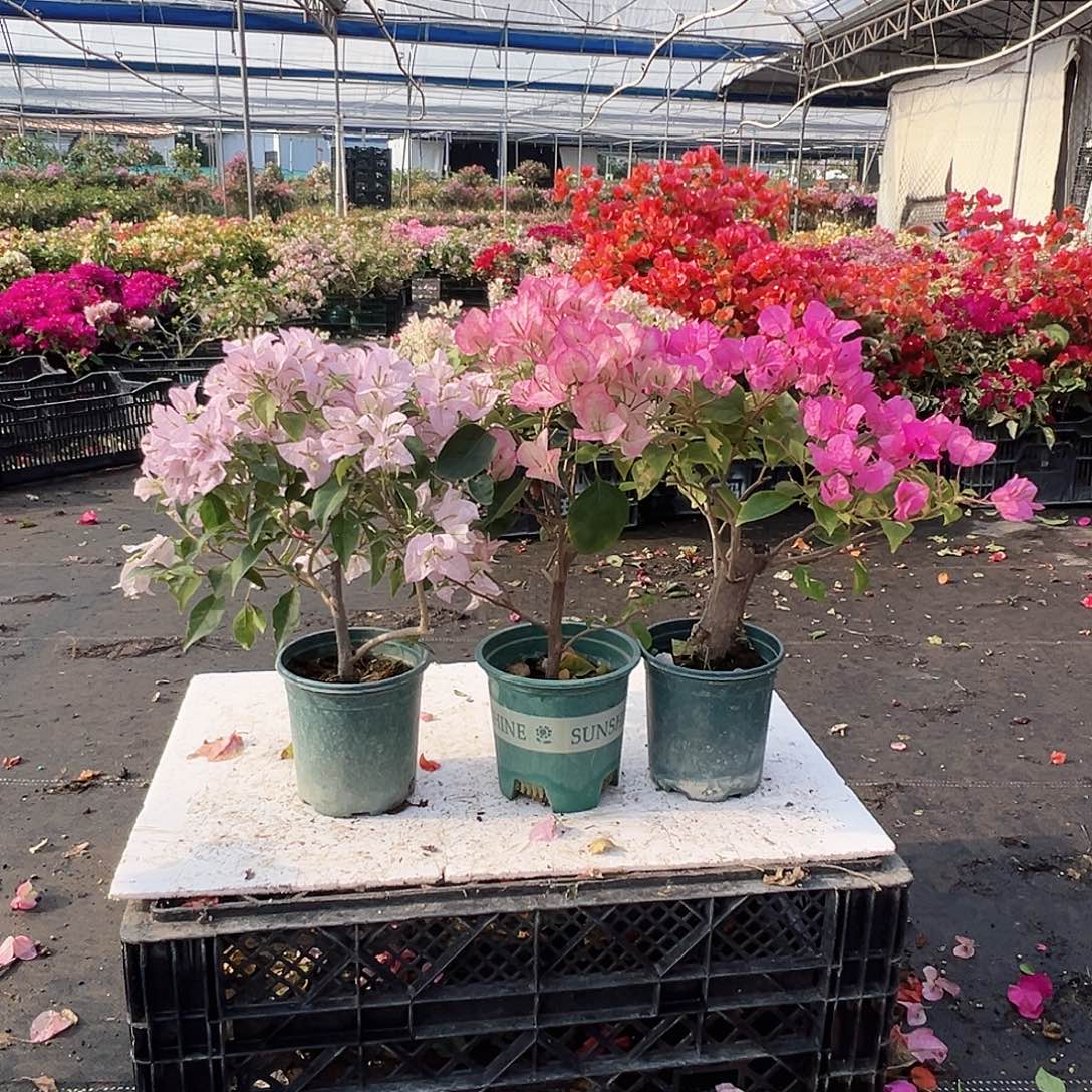 大部分花苞少量开放苹果花、五宝，金心双色组合