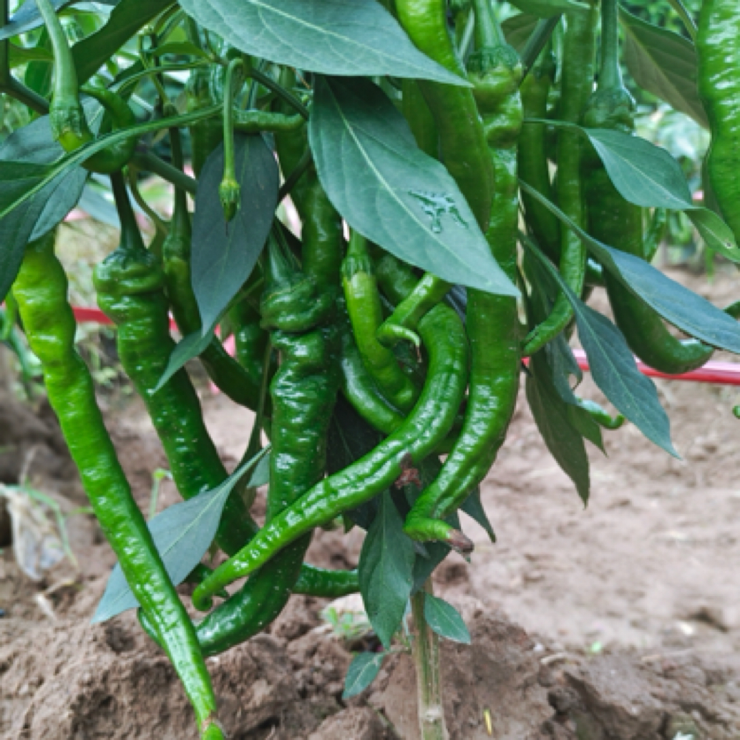 湖南湘西露天种植本地新鲜辣椒薄皮肉厚螺丝椒