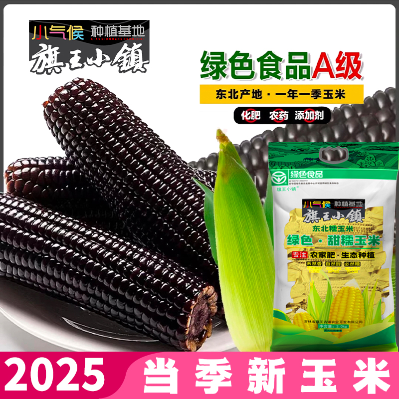旗王小镇黑甜糯玉米2025头茬绿色A级鲜嫩加热香甜玉米黑玉米甜糯
