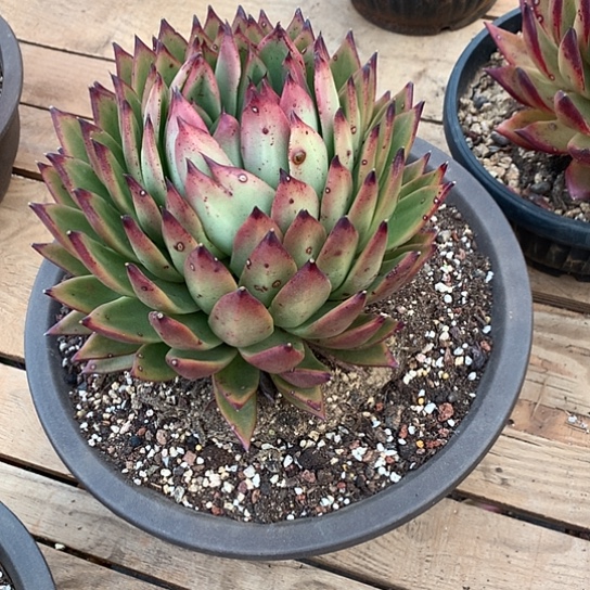 辉美肉特价活动开始啦