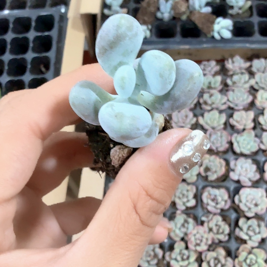 米可奶酪多肉3颗