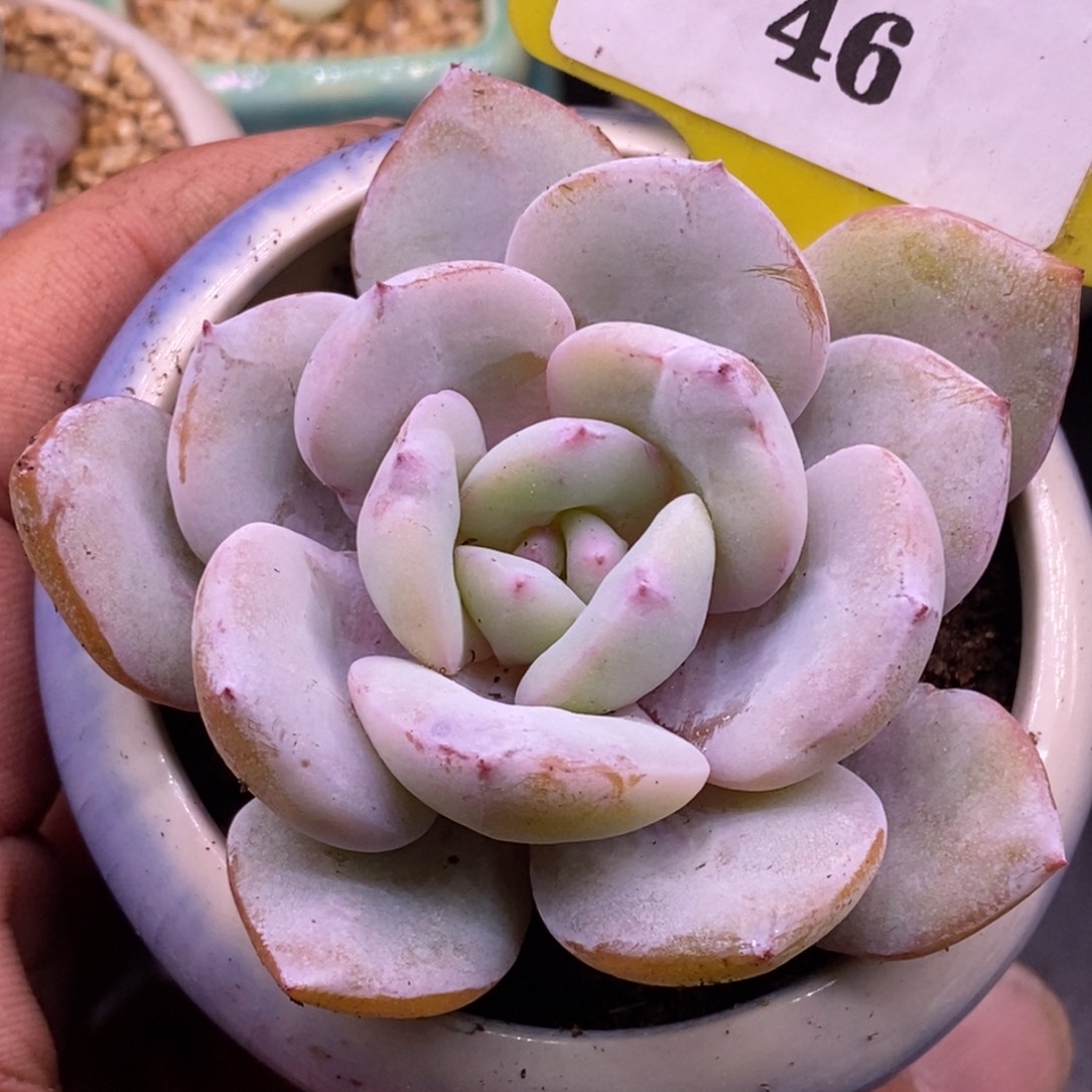 146精控奶茶单头福利……