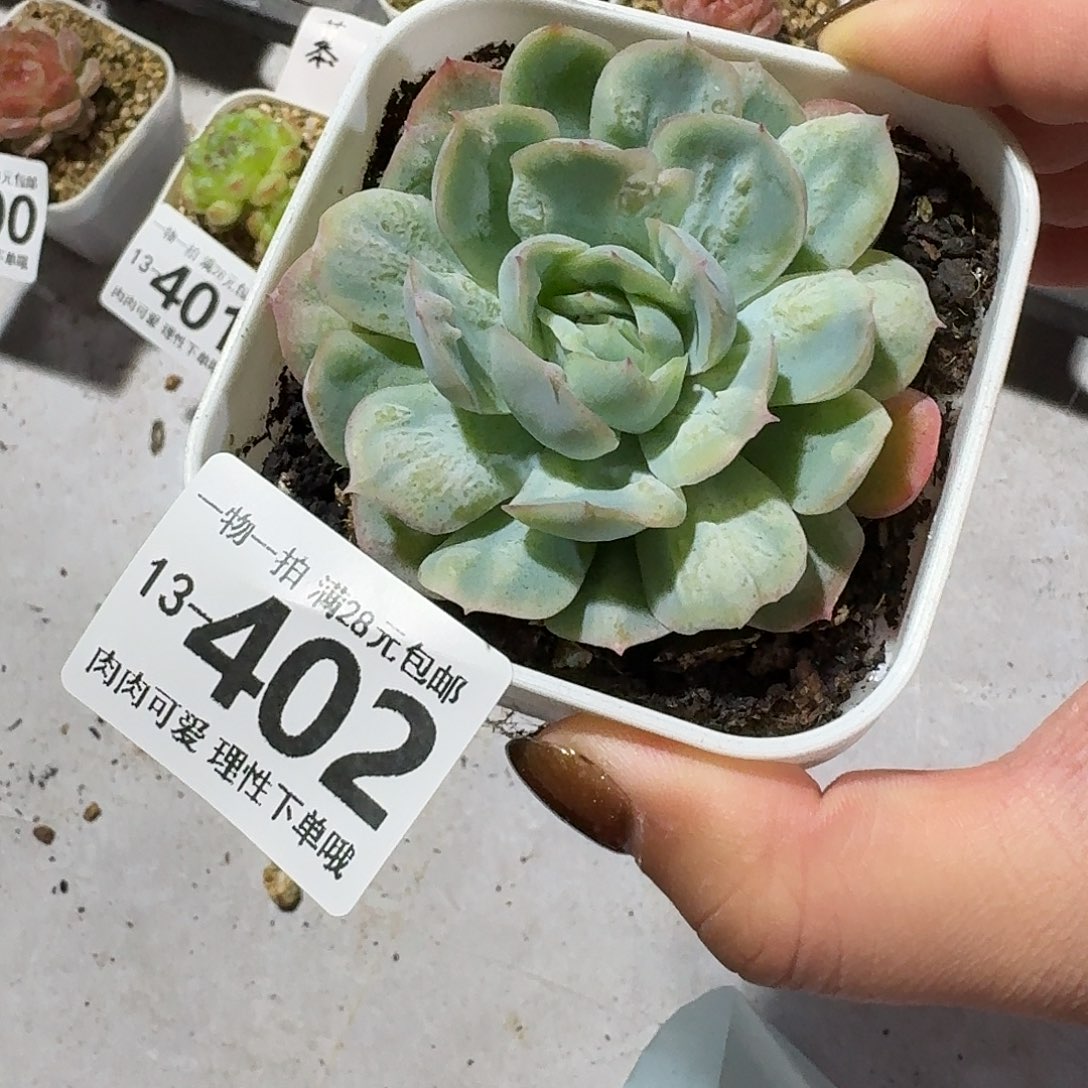 泡泡纱裙无盆土发货无