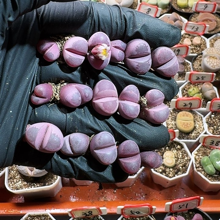 生石花11554。 531