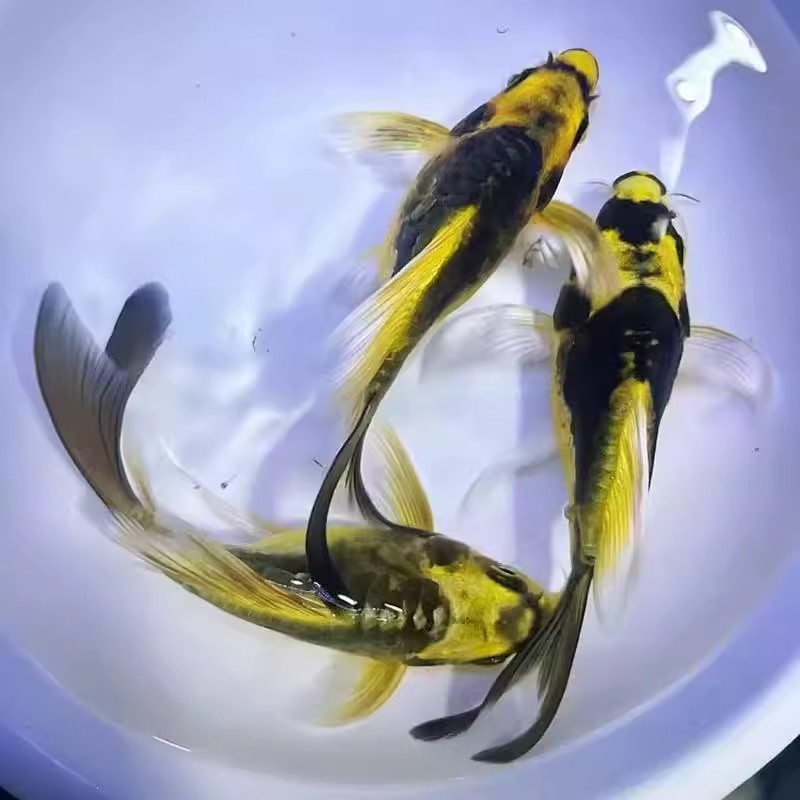 德系玛雅蝴蝶鲤长尾普身锦鲤鱼冷水鱼大酋长耐活耐寒淡水观赏鱼