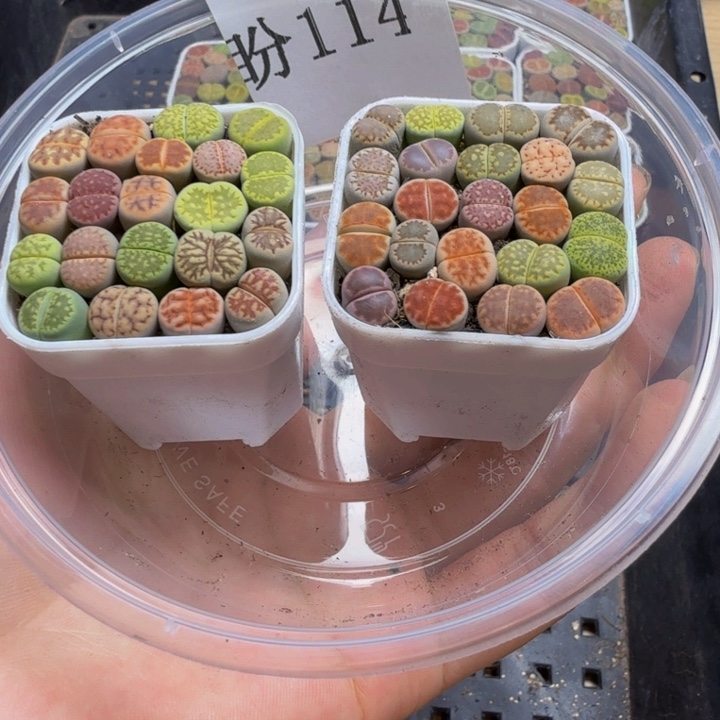 多肉植物和植物等114