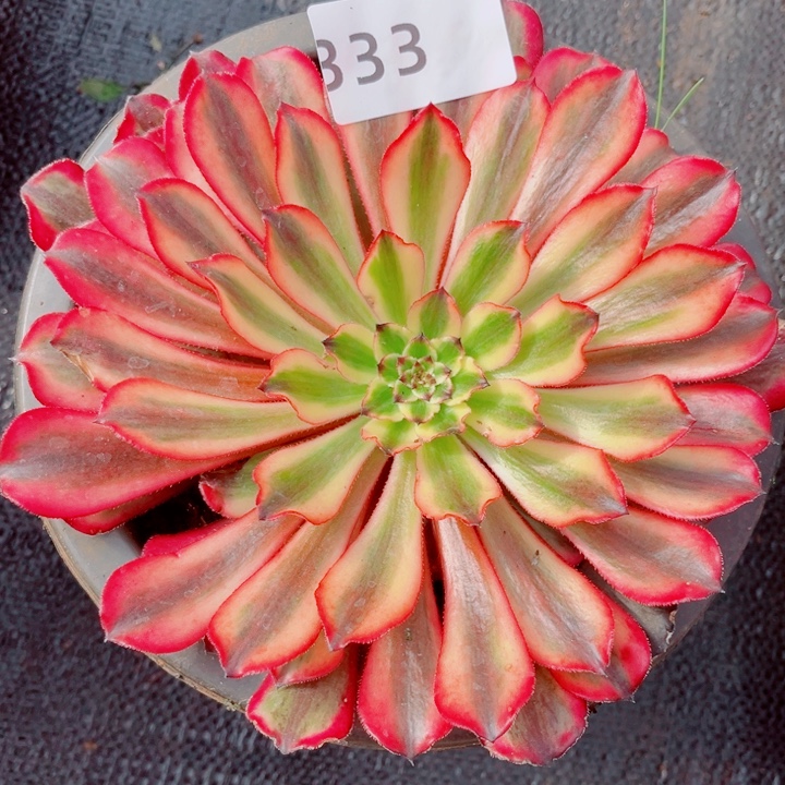 新品红颜蜜语特价多肉