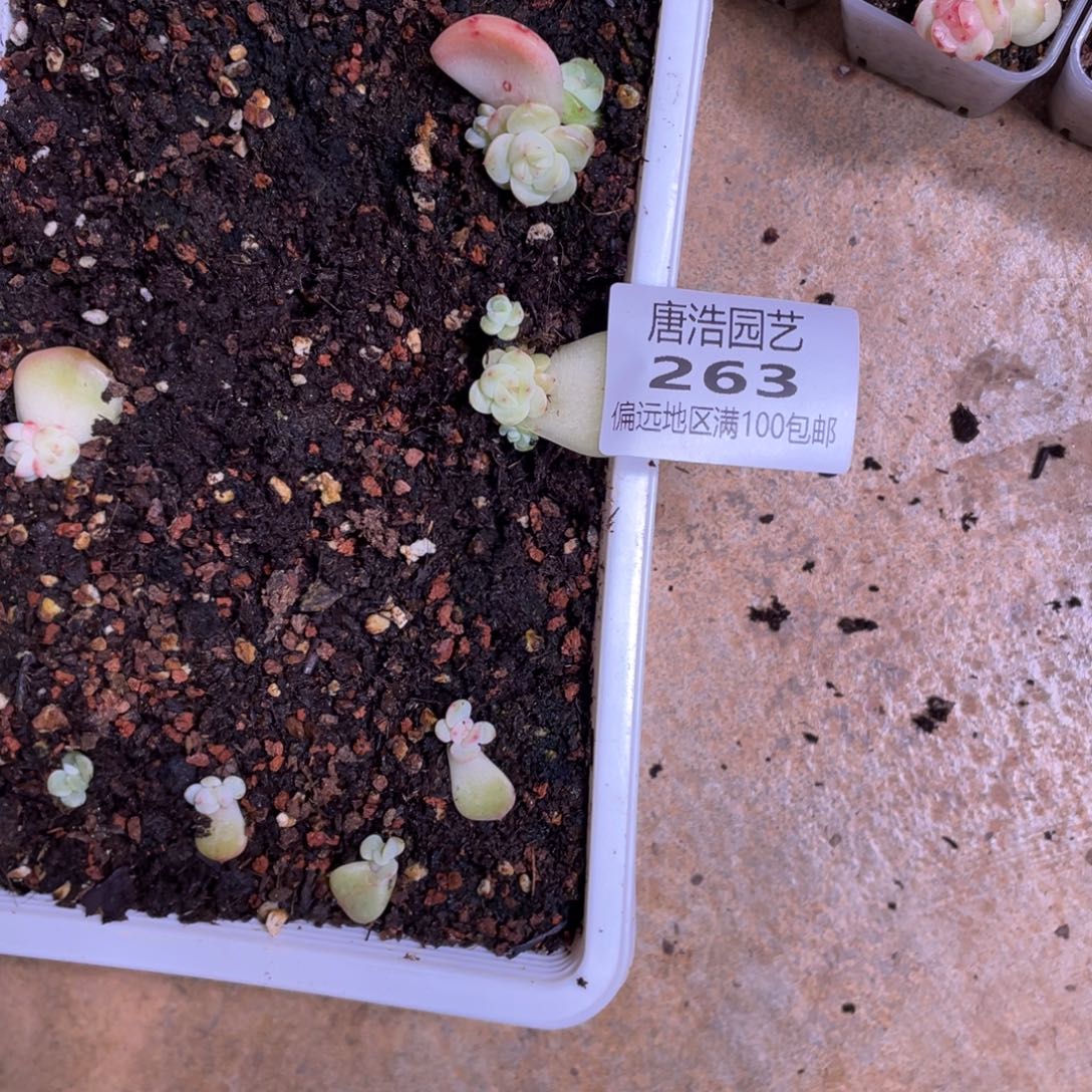 残***月优选白心一物一拍263.