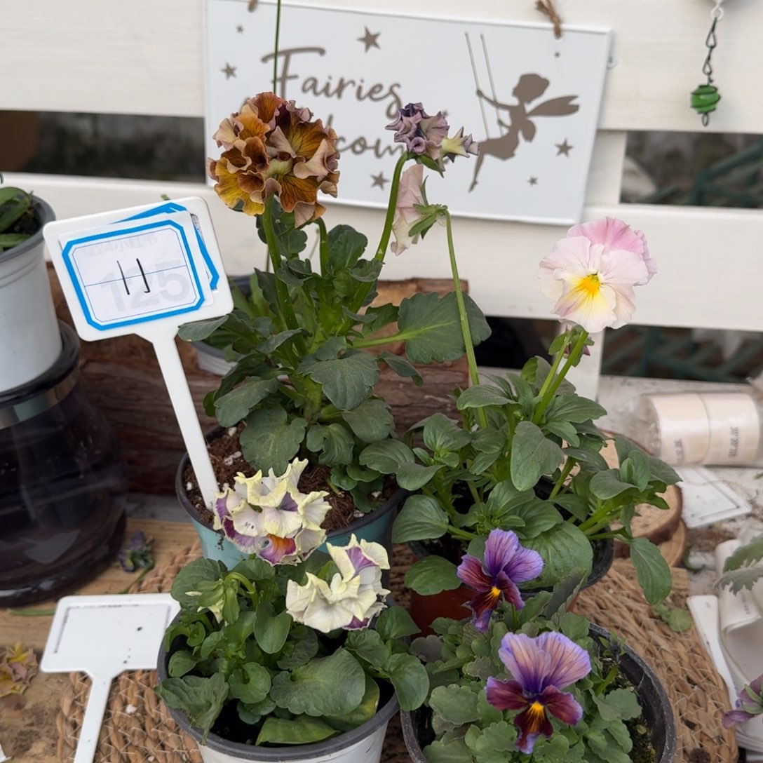 无花朵直播间抖音11号组合