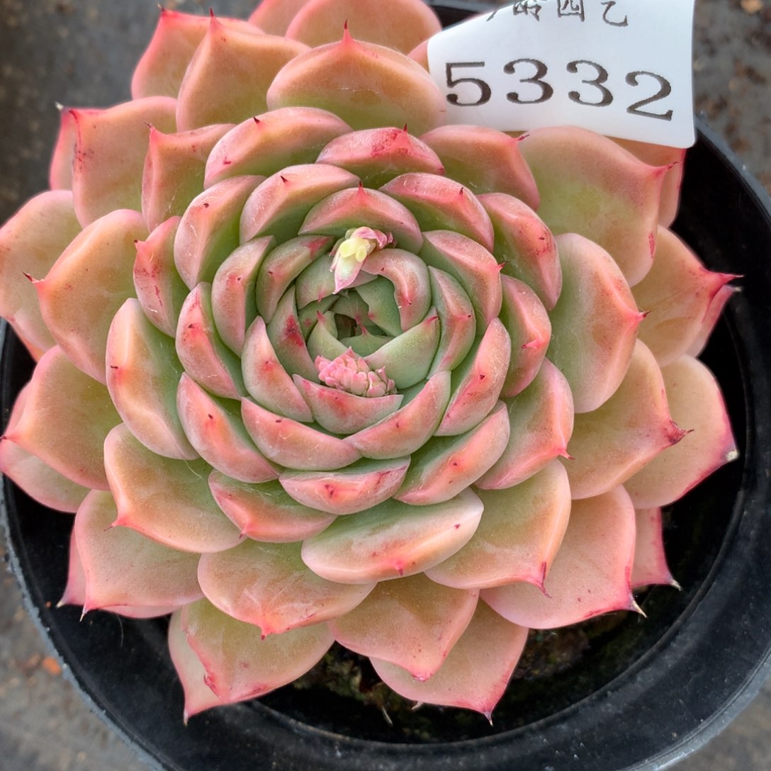 5332杂交多肉植物