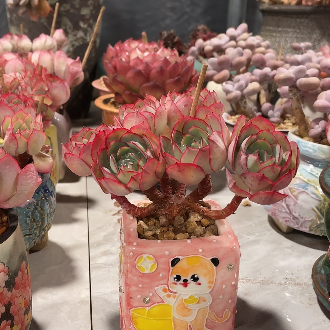 牡丹亭拓土发货的肉肉