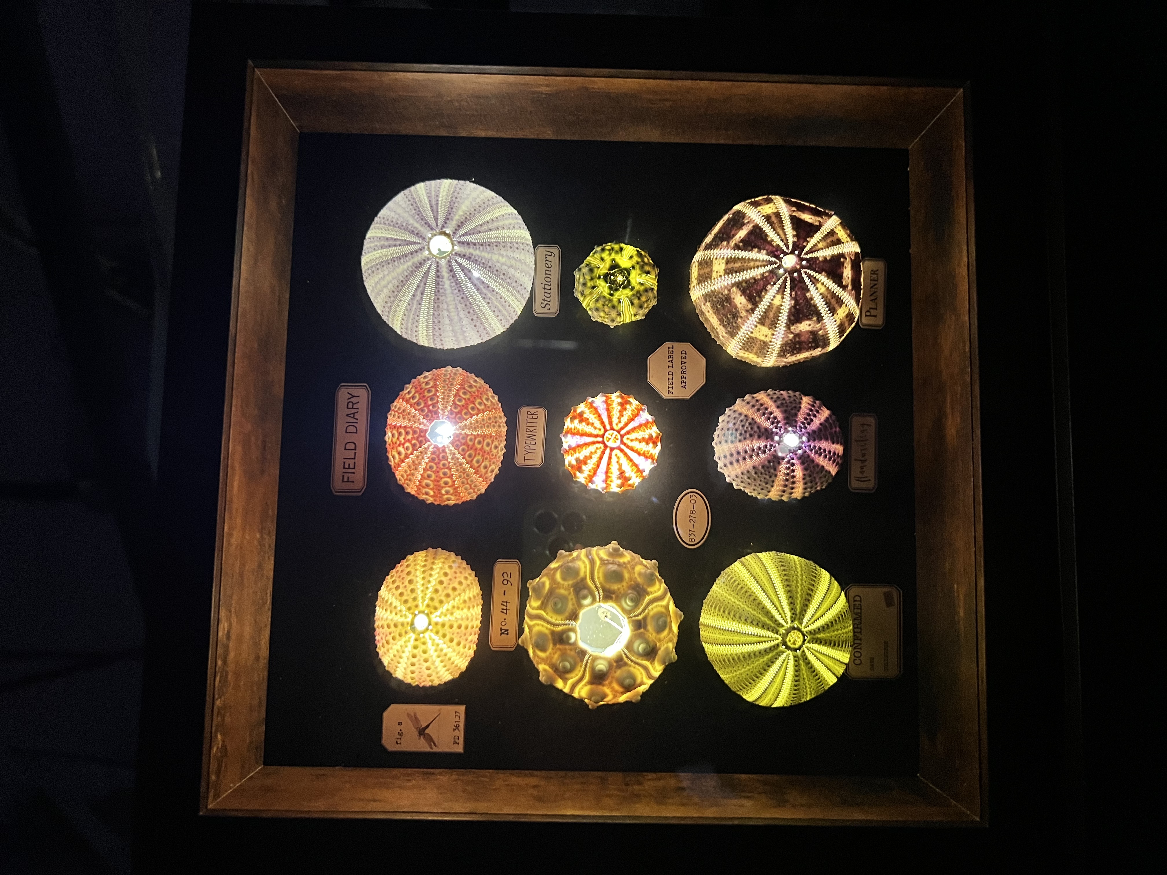 天然海胆氛围灯装饰画摆件相框家居创意贝壳标本礼品节日生日礼物