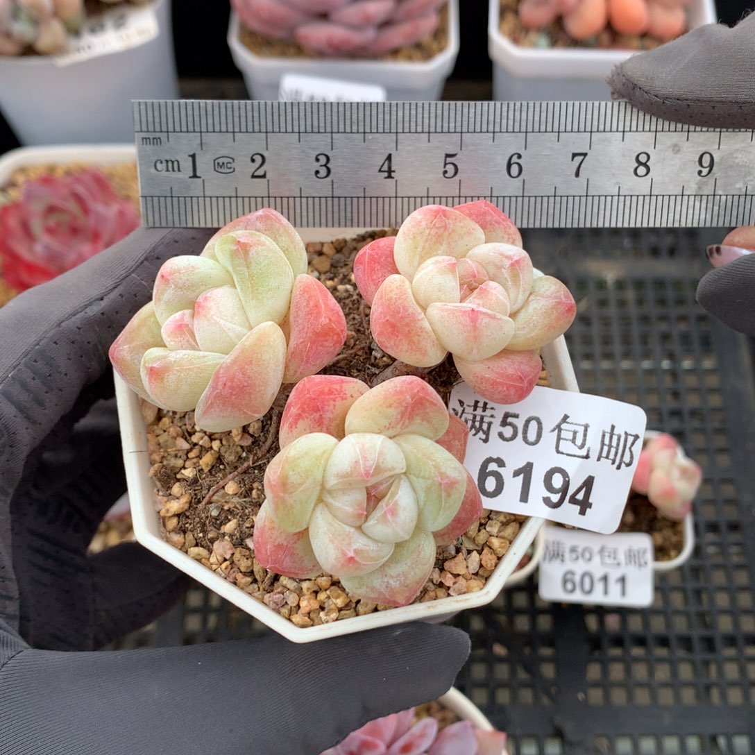 ****s6194。老桩三头白底冰玉母本。