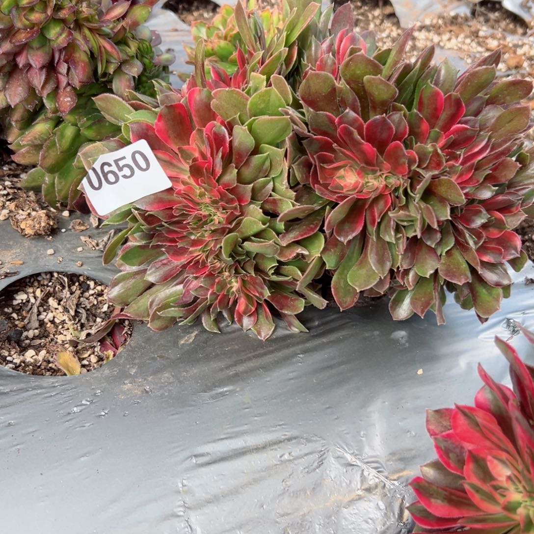 650 号多肉植物法师新年福利