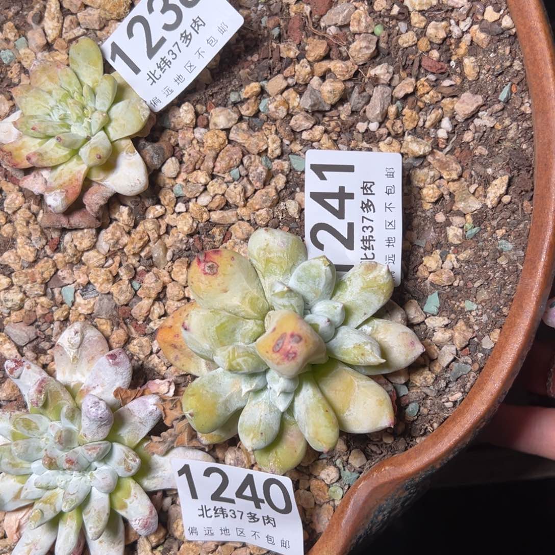 1241哈哈哈哈哈哈哈哈哈