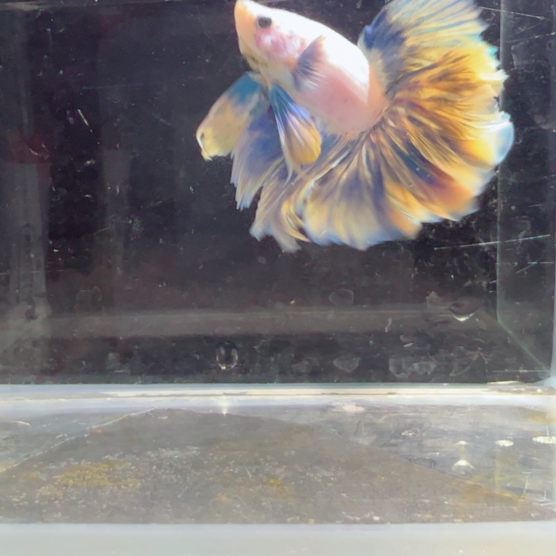 斗鱼浅色仙仙裙特殊尾