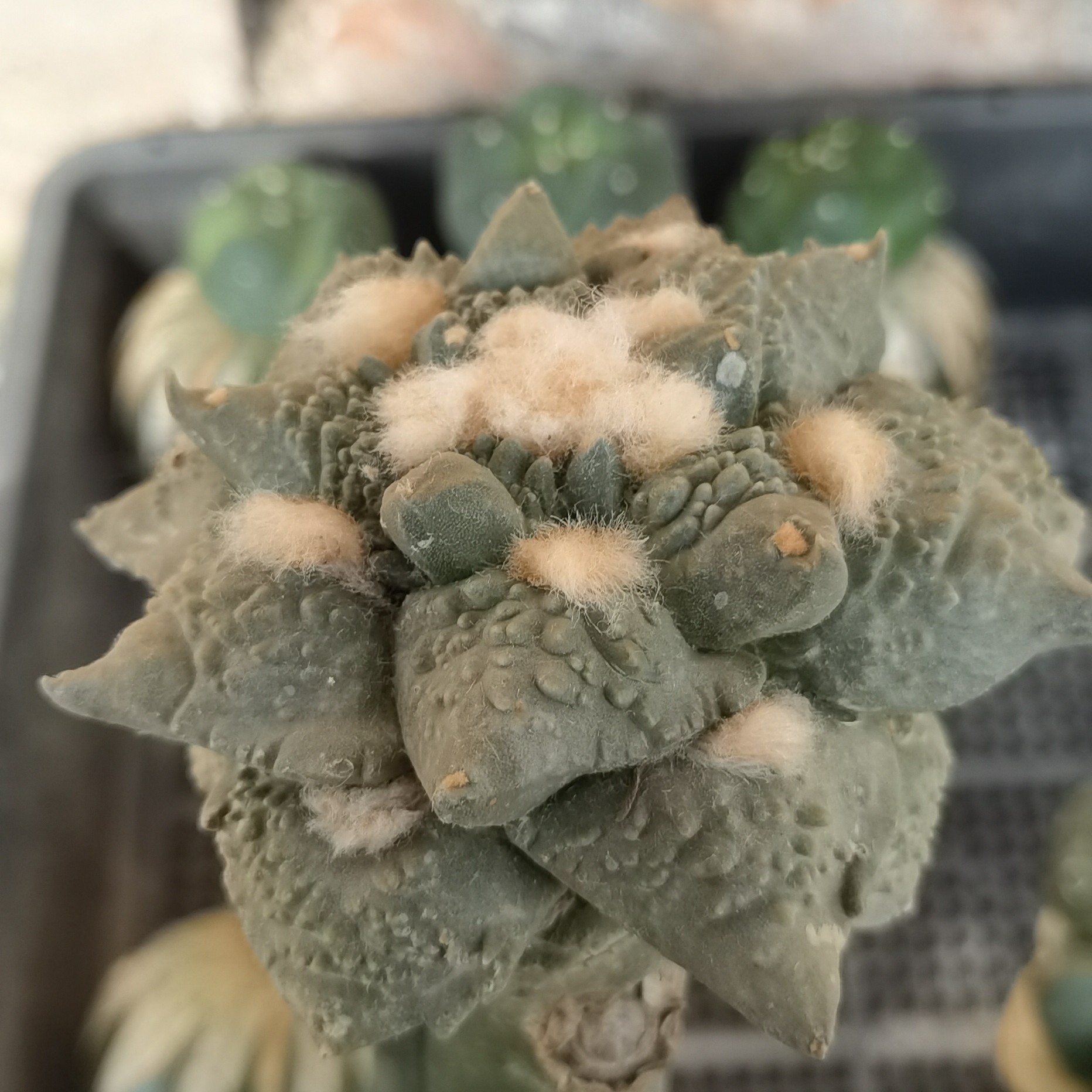 牡丹仙人球 两颗包邮拍下截图找客服 砧木留十公分偏远地区不包邮