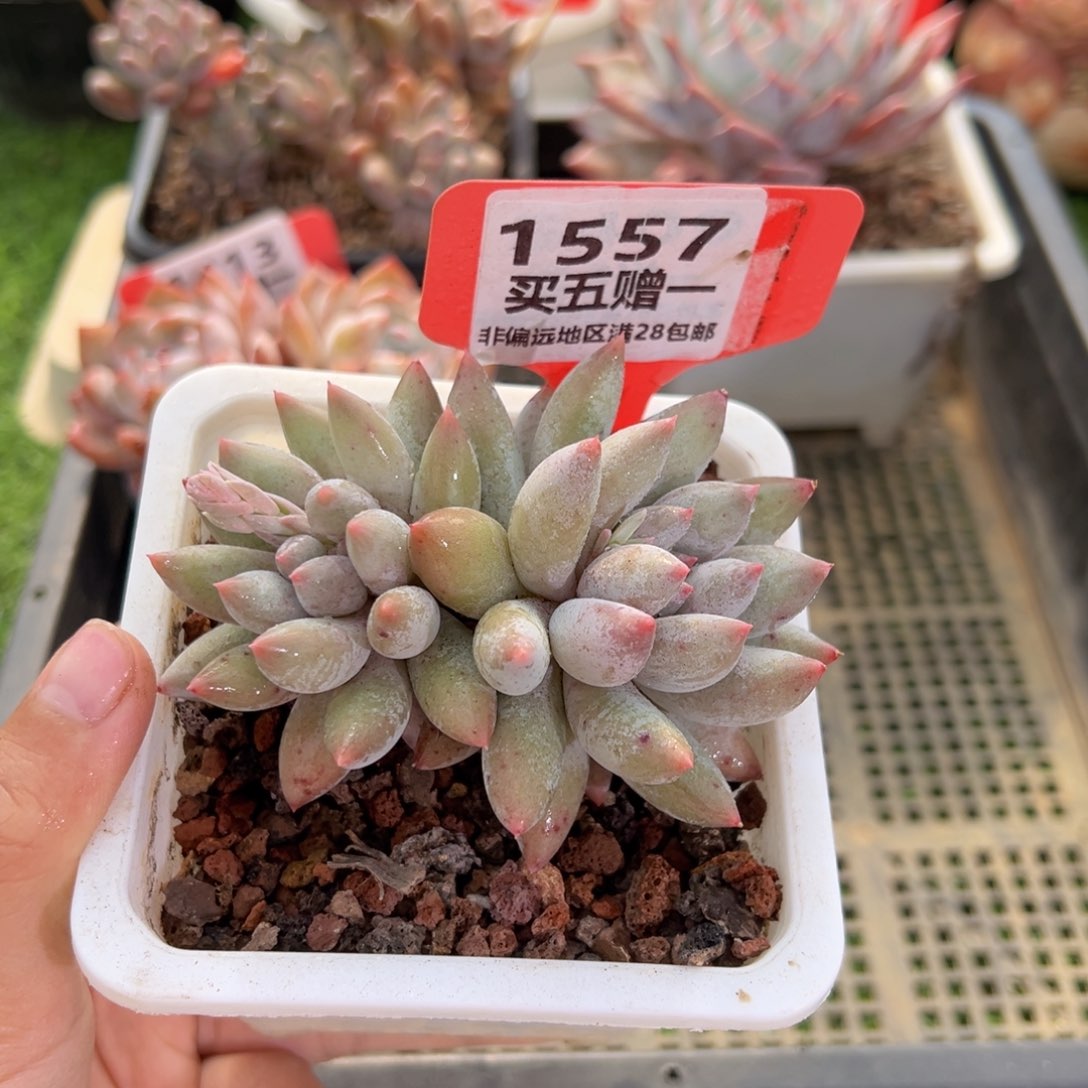 表妹精品多肉1557.