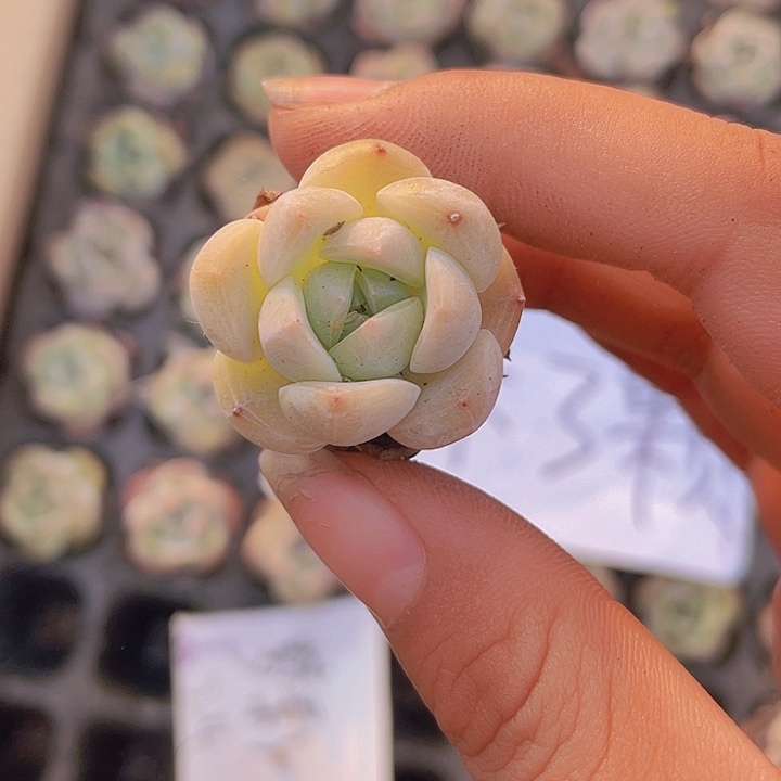 108精品梦影2米3颗