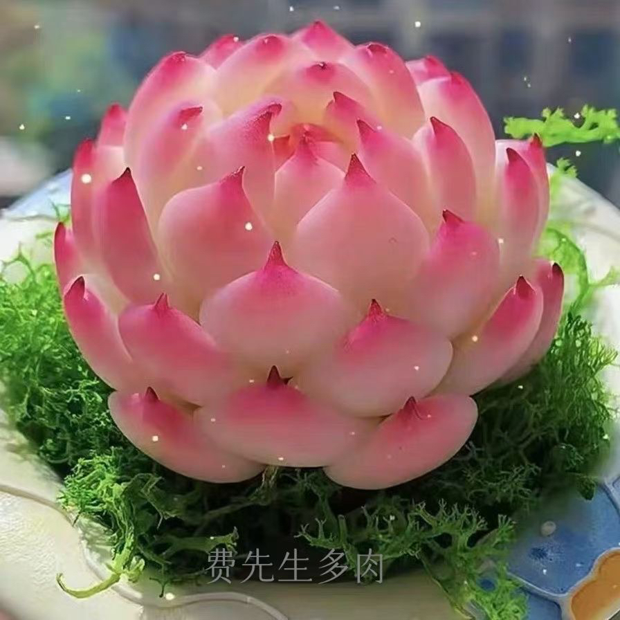 多肉植物绿植盆栽基地栽种易活多肉缀化星影正型