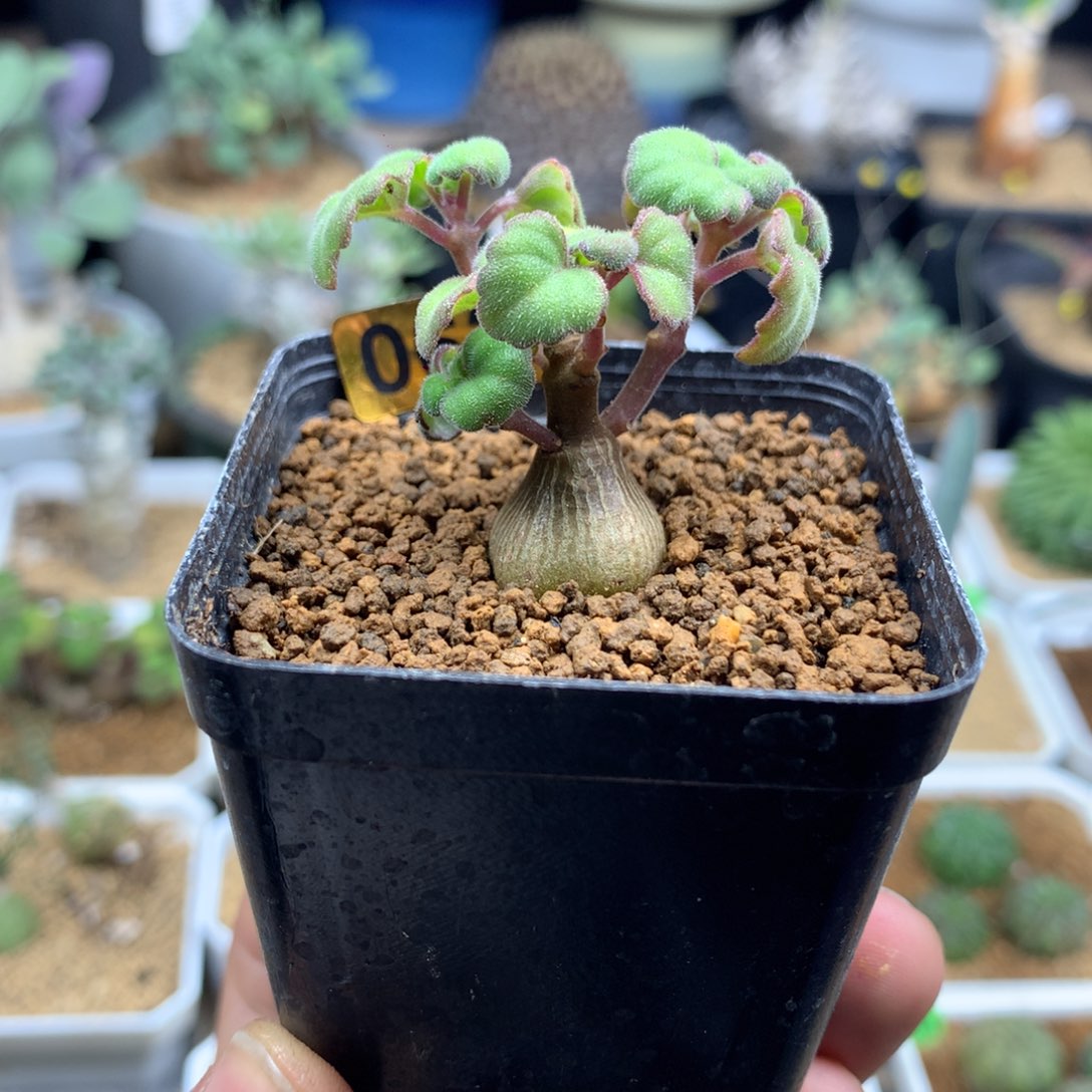 爱氏延命草多肉带盆