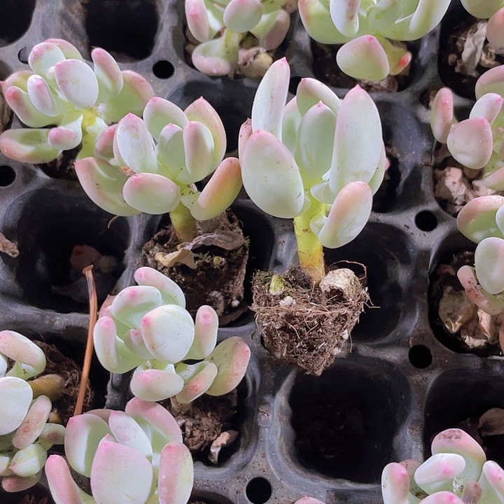 82精品苹果奶2颗一组