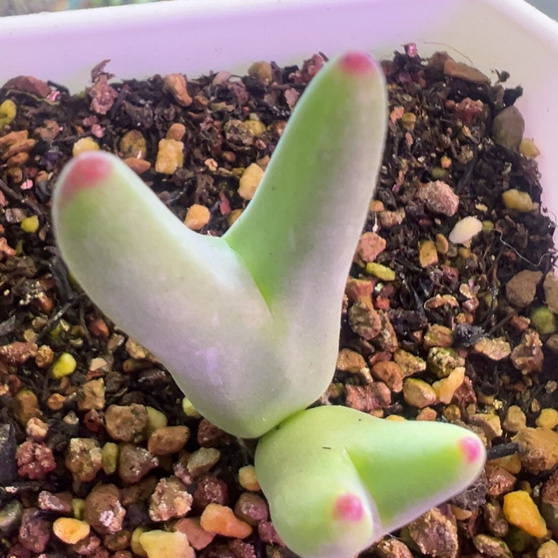 优选双头尖儿皮卡丘 肉锥植物