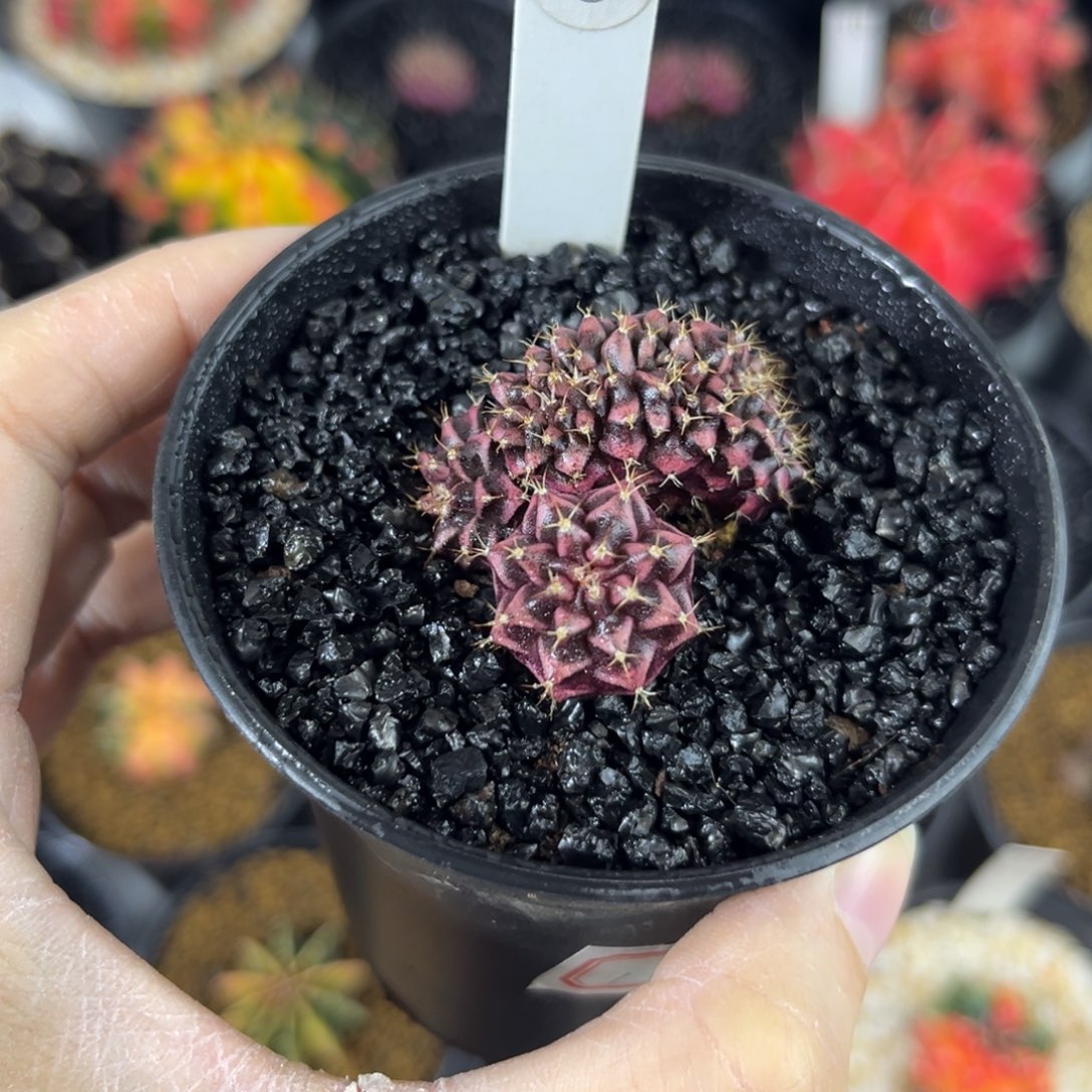 龙头缀美纹精品泰系米哈仙人球实生